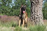 MALINOIS 062